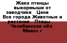 Жако птенцы выкормыши от заводчика › Цена ­ 1 - Все города Животные и растения » Птицы   . Челябинская обл.,Миасс г.